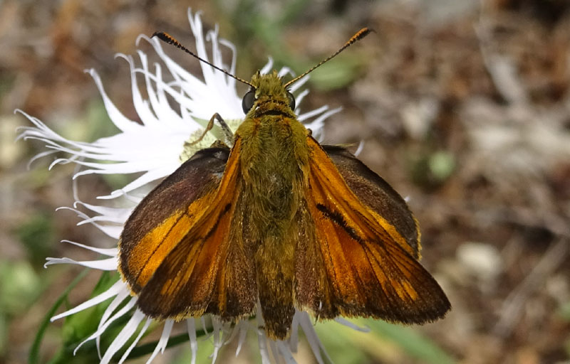 Thymelicus lineola? - No, Ochlodes sylvanus